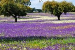 Primavera en la dehesa