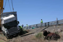 Camión con ganado vuelca en Torrejoncillo