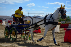 Feria del caballo 2015 Torrejoncillo