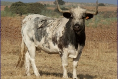 Reses de las Fiestas de Agosto 2013