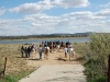 www.torrejoncillotodonoticias.com_romeria_de_torrejoncillo_a_san_pedro-_2009_0025