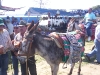 www.torrejoncillotodonoticias.com_romeria_-_2007_0040