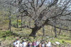 Ruta Senderista \"El Robledal de la Solana\"