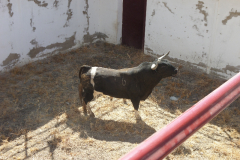 Toros de Casar de Caceres para Emilio de Justo