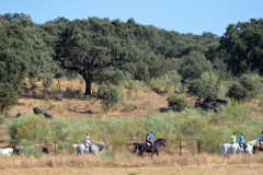 Toros de Torrejoncillo 2016