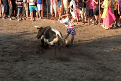 Toros de Valdencin 2013