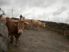 vacas