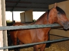 www.torrejoncillotodonoticias.com_xiv_feria_del_caballo_y_la_artesania_de_torrejoncillo_-_2010_0009