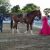 Tres d&iacute;as de Feria Ecuestre en Torrejoncillo (Contiene Galer&iacute;a)
