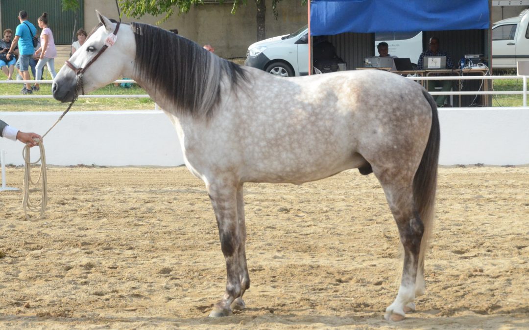 Notable éxito de participación y público en el Salón del Caballo de Torrejoncillo