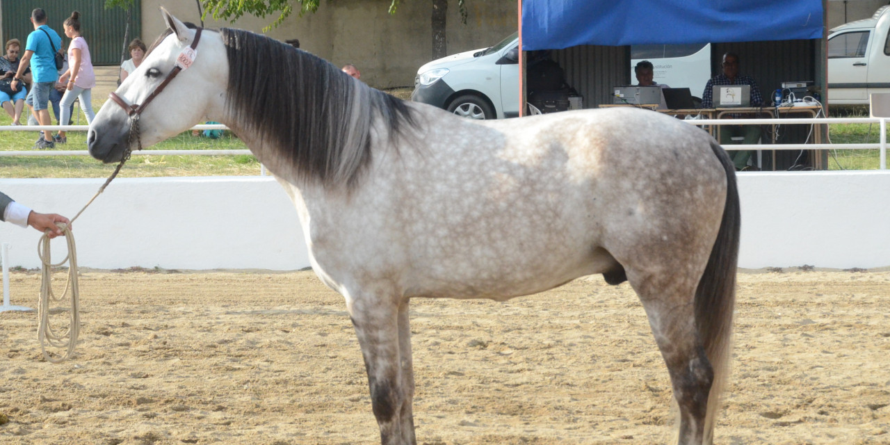 Notable éxito de participación y público en el Salón del Caballo de Torrejoncillo