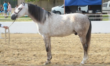 Notable éxito de participación y público en el Salón del Caballo de Torrejoncillo