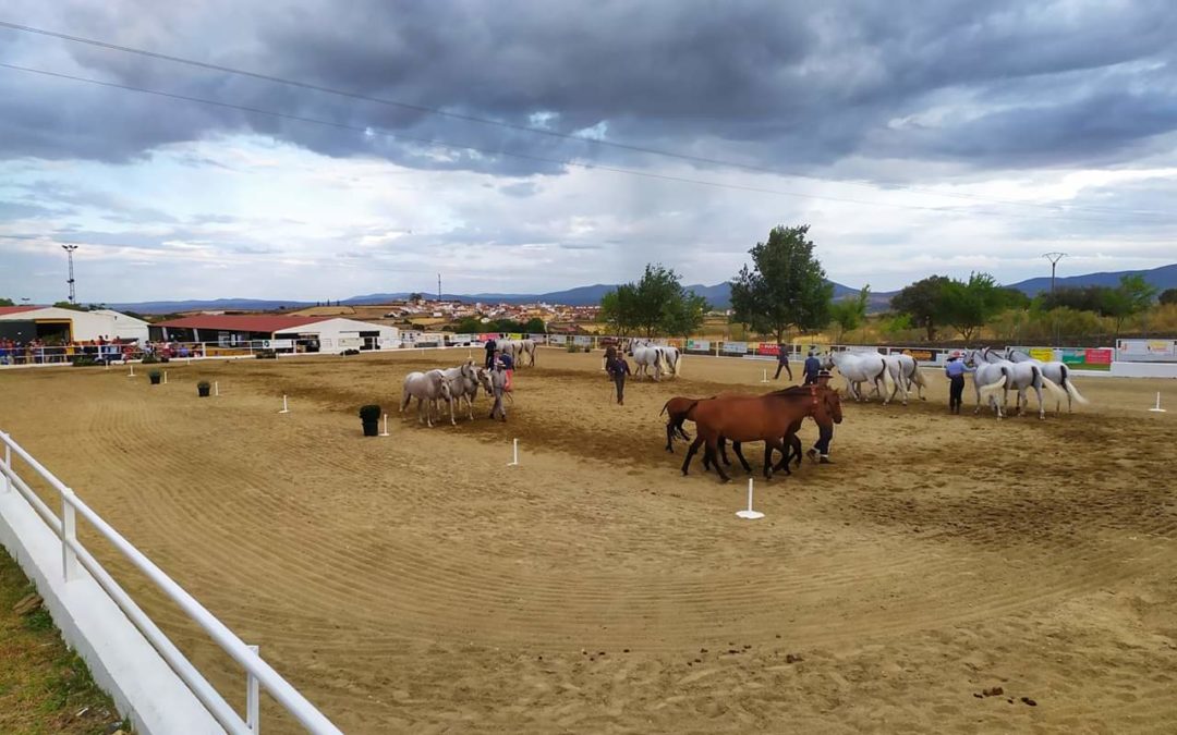 Torrejoncillo presenta su Salón del Caballo al que acudirán más de treinta ganaderías a nivel internacional