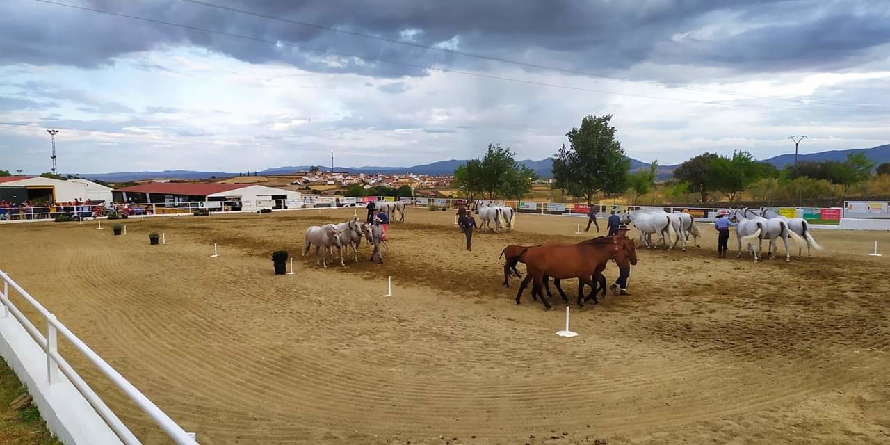 Torrejoncillo presenta su Salón del Caballo al que acudirán más de treinta ganaderías a nivel internacional