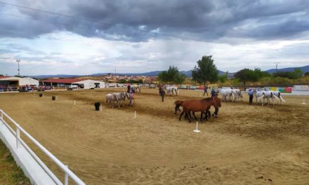 Torrejoncillo presenta su Salón del Caballo al que acudirán más de treinta ganaderías a nivel internacional