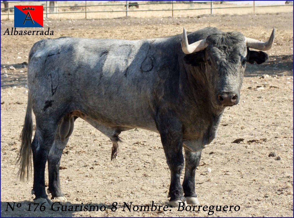 176  G8 BORREGUERO VICTORINO MARTIN ALBASERRADA