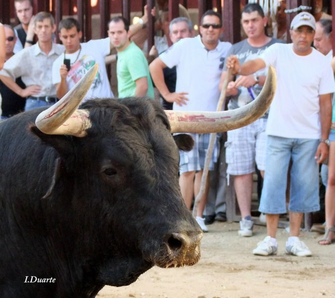 Concurso Fotográfico “Toros agosto 2018”