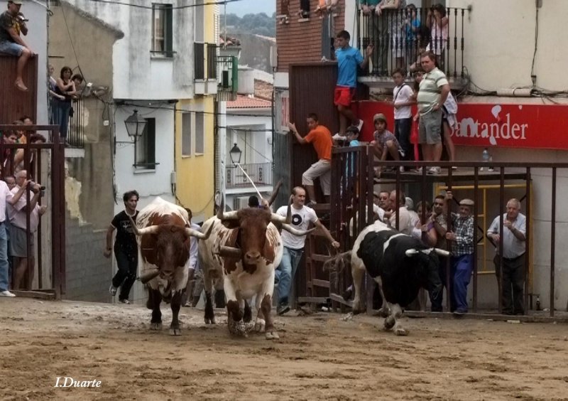 Ferias y Festejos