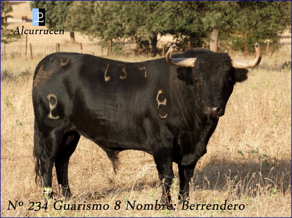 234 G8 BARRENDERO ALCURRUCEN