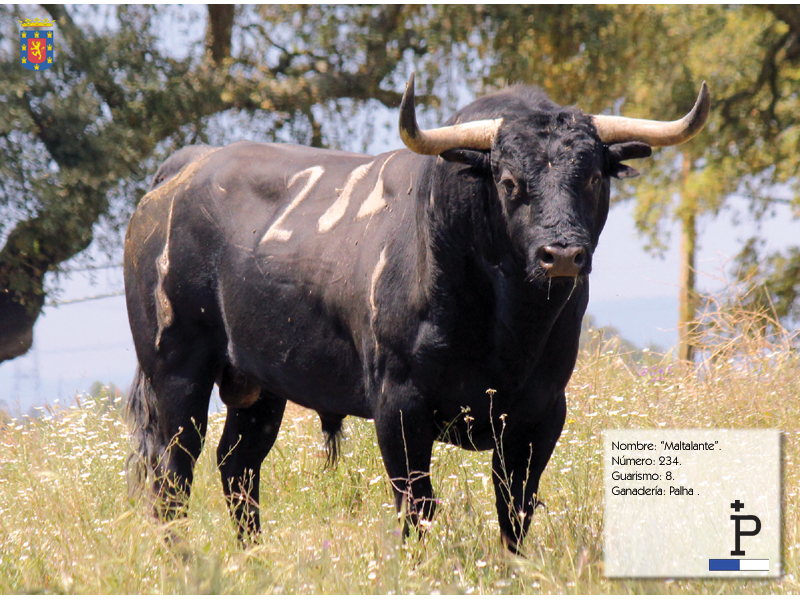 Coria presentó sus toros para San Juan 2013