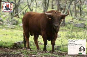 "Furtivo", el nuevo toro de "La Geta" - MAYKEL SÁNCHEZ (Twitter)