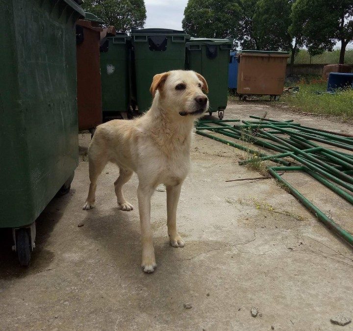 Se busca hogar urgente