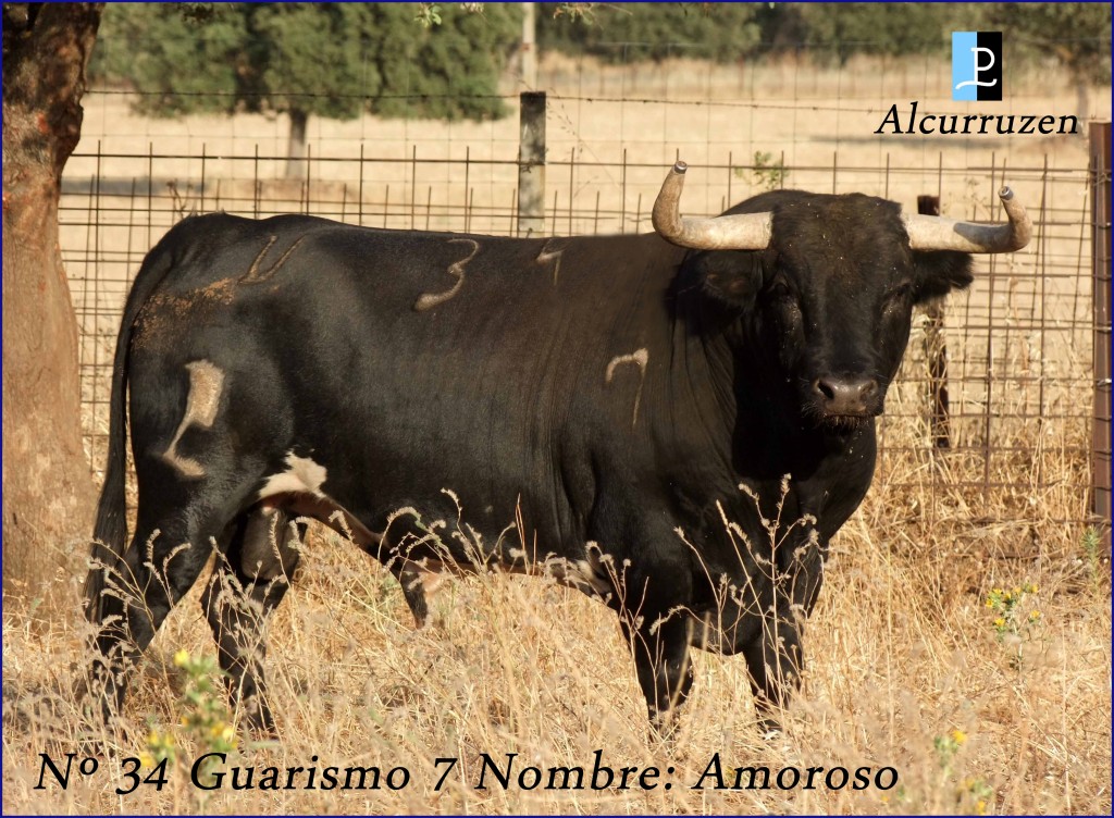 34  G7 AMOROSO ALCURRUCEN