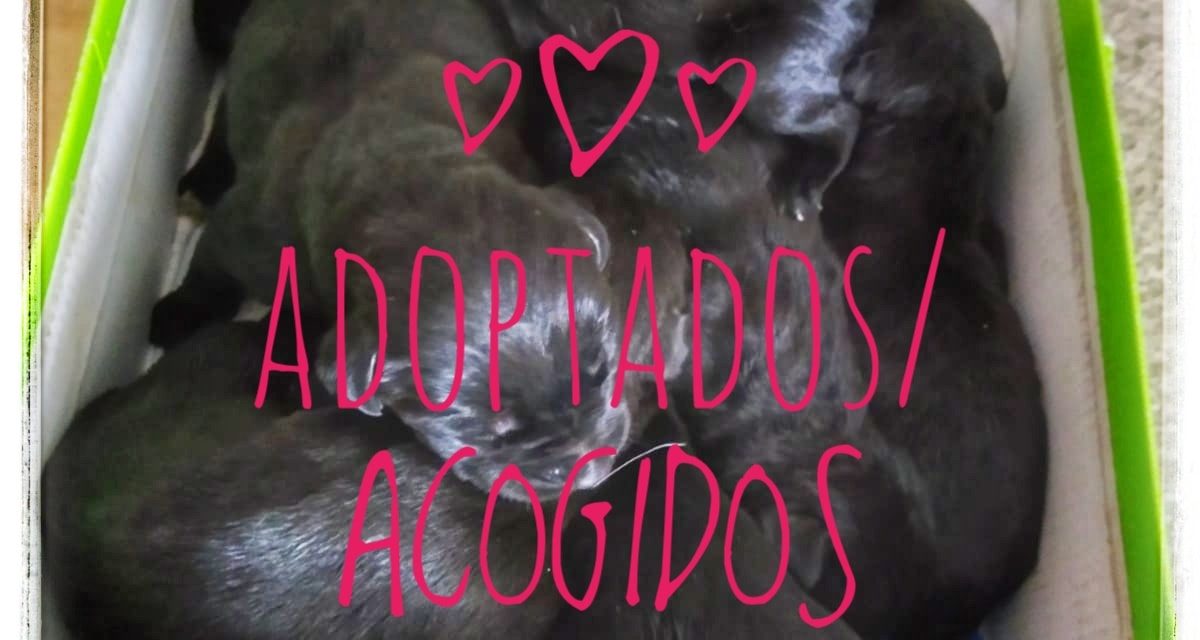 Los perritos ya tienen familias de acogida