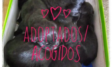 Los perritos ya tienen familias de acogida