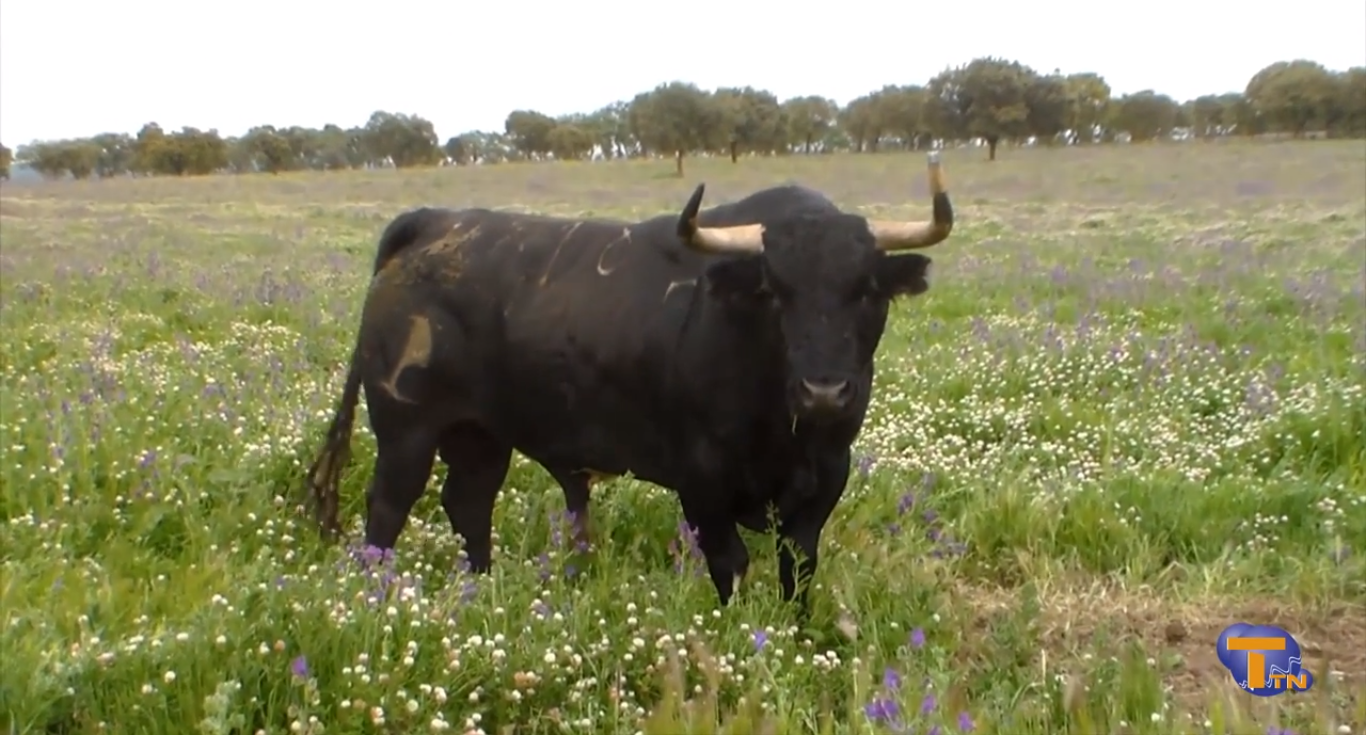 Torrejoncillo reseña varios toros de Alcurrucén para sus Fiestas de Agosto 2013