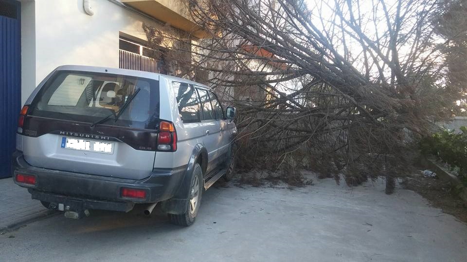 El mal tiempo provoca la caída de un árbol en la carretera de Ciudad Rodrigo