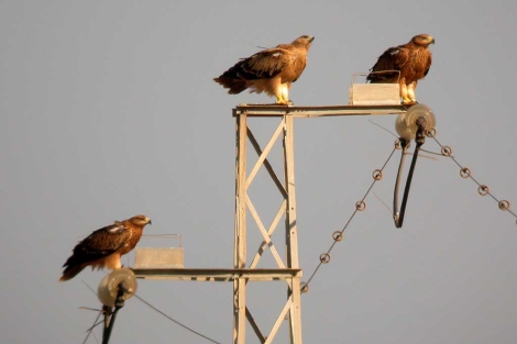 Las obras en tendidos eléctricos para reducir riesgo de electrocución y colisión de aves costarán 2,5 millones