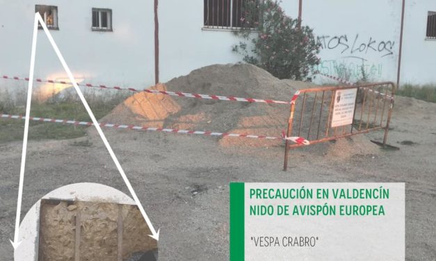 NIDO DE AVISPÓN EUROPEO EN VALDENCÍN