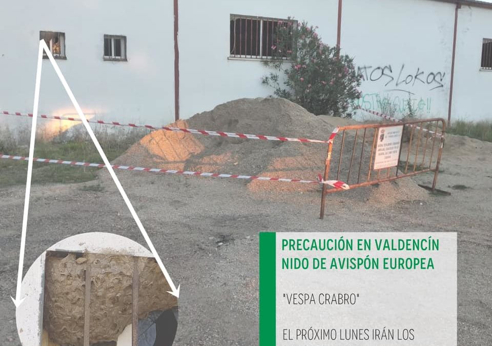 NIDO DE AVISPÓN EUROPEO EN VALDENCÍN
