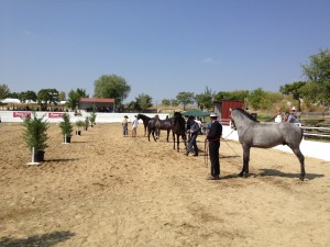 CABALLO_TORREJONCILLO_2