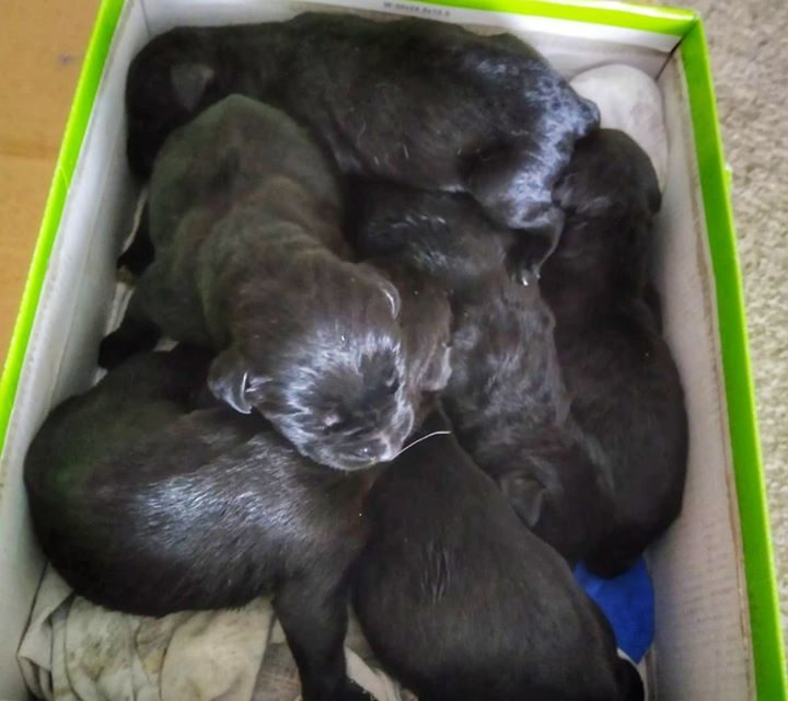 6 cachorritos abandonados en un contenedor