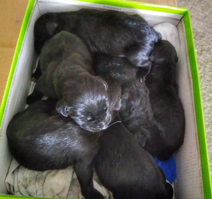 6 cachorritos abandonados en un contenedor