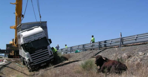 Un trailer cargado de toros y vacas vuelca en Torrejoncillo