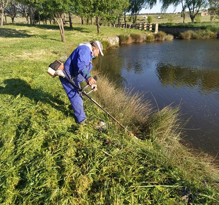 Repoblación de tencas en las charcas de Torrejoncillo