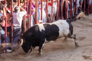 Los Sanjuanes de Coria finalizan con seis heridos por asta de toro