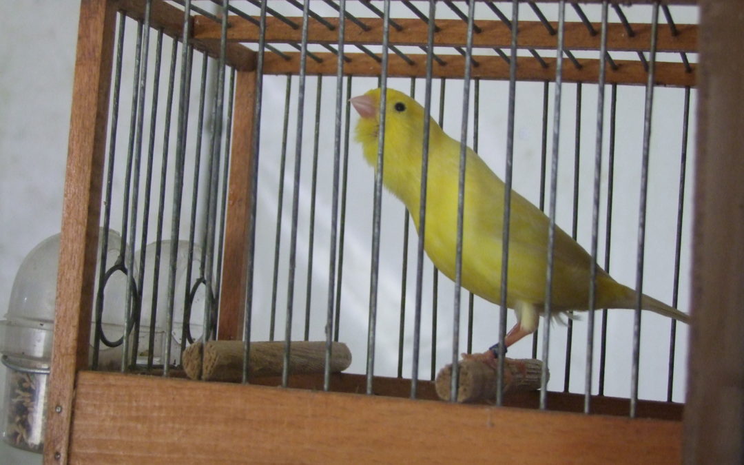 600 aves en la I Feria Comarcal de Intercambio y cesión de aves (Contiene Galería)