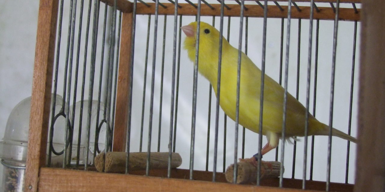 600 aves en la I Feria Comarcal de Intercambio y cesión de aves (Contiene Galería)