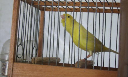 600 aves en la I Feria Comarcal de Intercambio y cesión de aves (Contiene Galería)