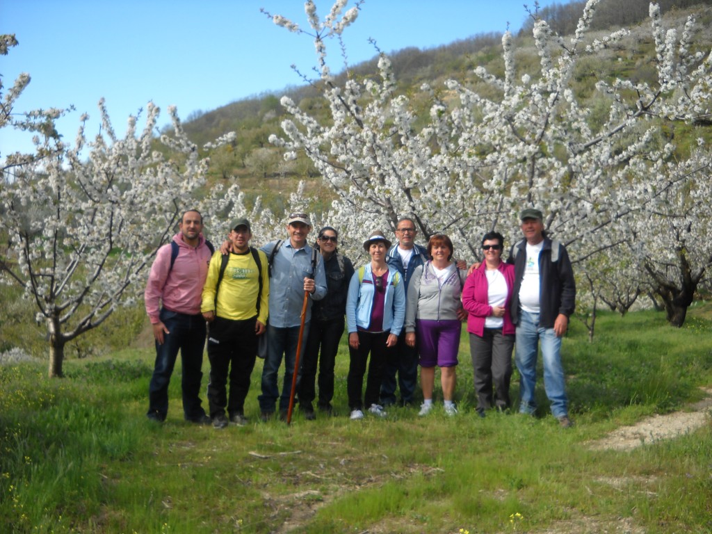 Los senderistas disfrutaron del "espectáculo" del cerezo en flor - LUZMA LORENZO