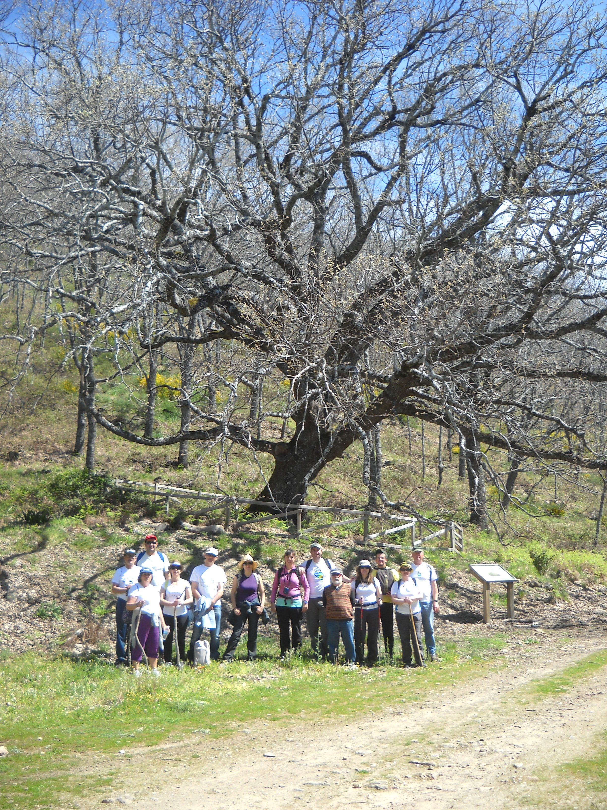 «El Robledal de la Solana» de Barrado, un privilegio para los senderistas