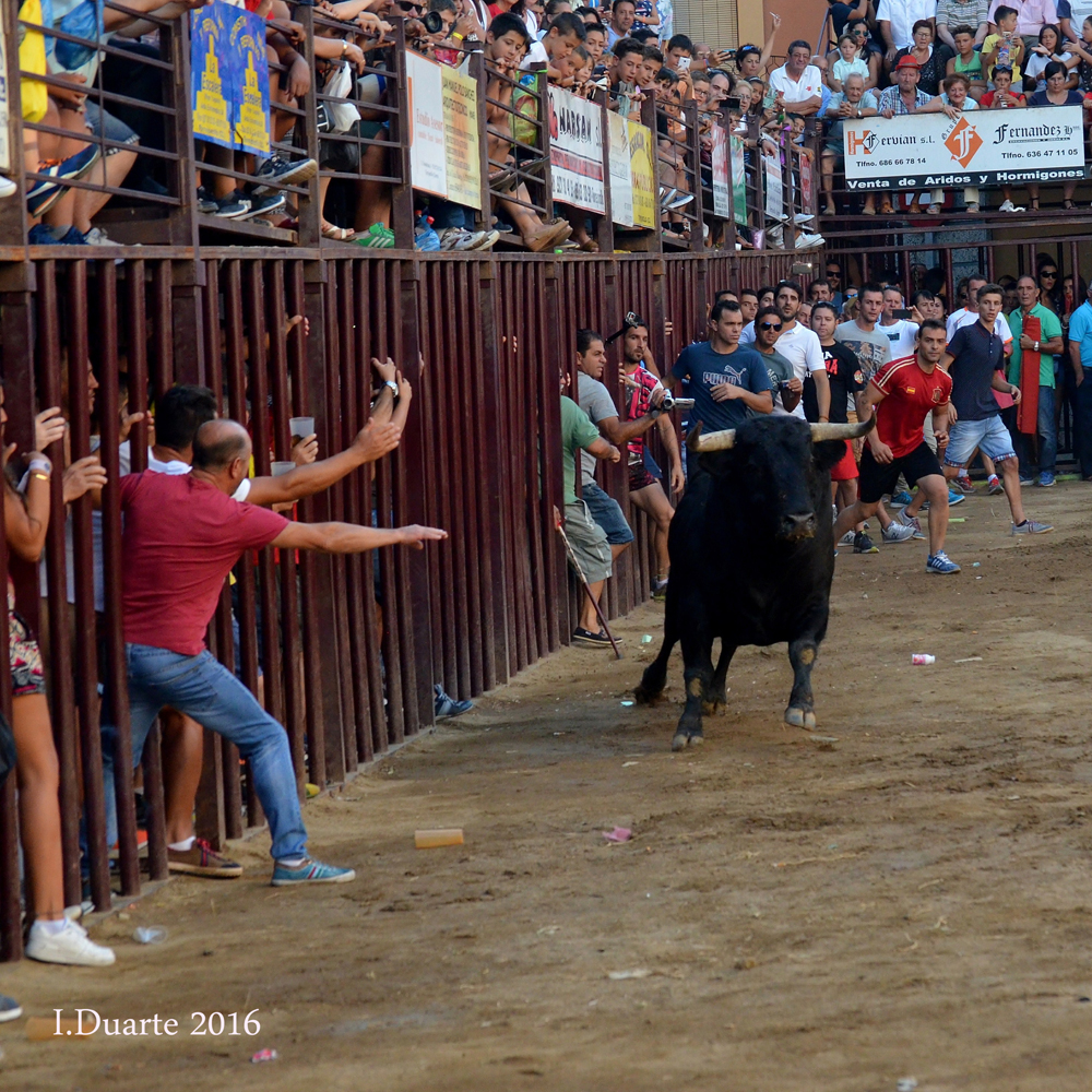 Imágenes toros  de Torrejoncillo 2016