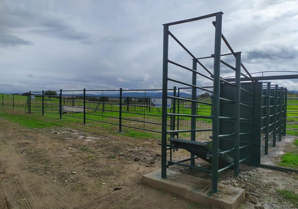 La Dehesa Boyal de Torrejoncillo, un espacio mejorado y en equilibrio entre el monte y la actividad agropecuaria