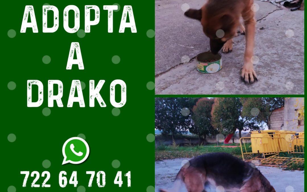 ADOPTA A DRAKO