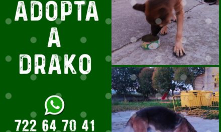 ADOPTA A DRAKO