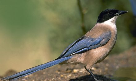 Algunos pájaros traviesos